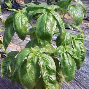 Basilic