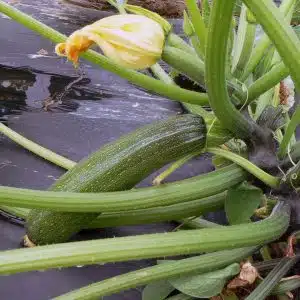 Courgettes