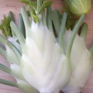 Fenouil