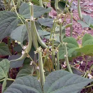 Haricots verts