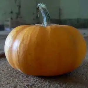 Jack be little