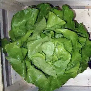 Laitue verte