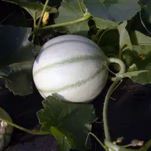 Melon