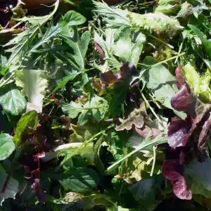 Mesclun