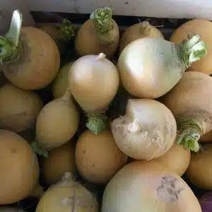 Navet boule d’or