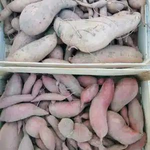 Patate douce