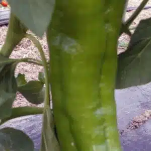 Poivron vert