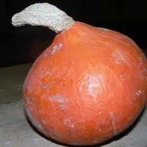 Potimarron orange