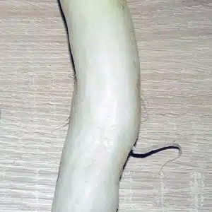 Radis Daïkon