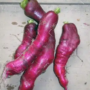 Radis rose de Chine
