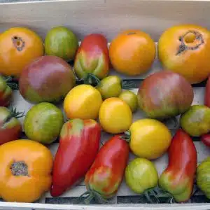 Tomate ancienne