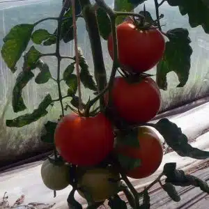 Tomate rouge