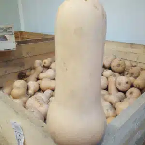 Butternut