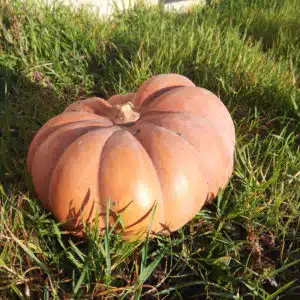 Courge musquée