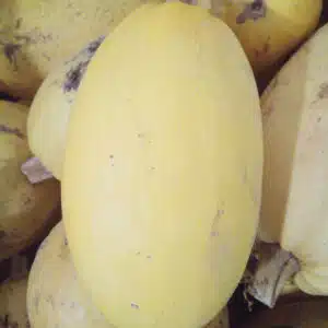 Courge spaghetti