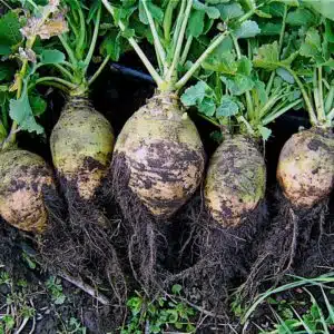 Rutabaga